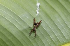 Micrathena sexspinosa