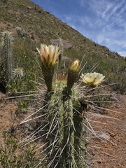 Trichocereus chiloensis