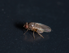 Drosophila