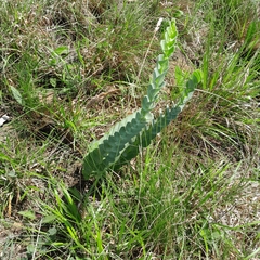 Lopholaena segmentata