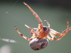 Larinioides cornutus