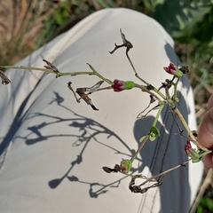 Lopholaena segmentata