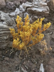 Lastarriaea chilensis