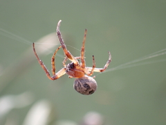 Larinioides cornutus