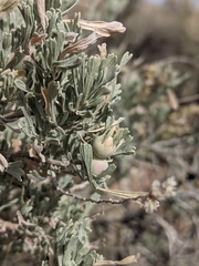 Rhopalomyia obovata