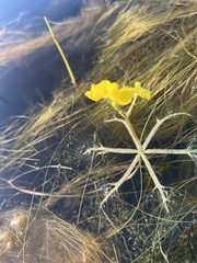 Utricularia radiata