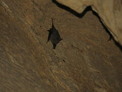 Balantiopteryx plicata