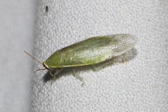 Panchlora