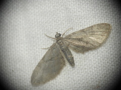 Eupithecia oxycedrata
