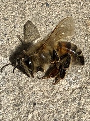 Apis mellifera