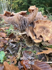 Armillaria ostoyae