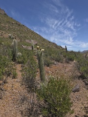 Trichocereus chiloensis