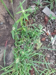 Spermacoce verticillata