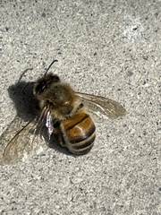 Apis mellifera