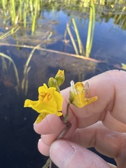 Utricularia radiata