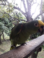 Amazona ochrocephala