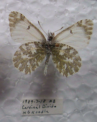 Euchloe creusa