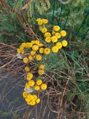 Tanacetum vulgare