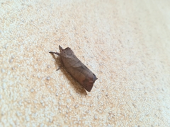 Clostera anastomosis