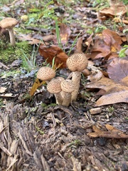 Armillaria ostoyae