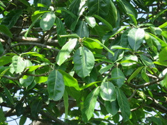 Bridelia micrantha