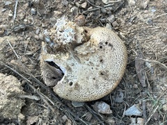 Scleroderma verrucosum