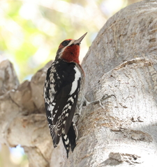 Sphyrapicus ruber × nuchalis