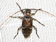 Sternidius misellus