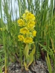 Pterygodium acutifolium