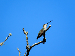 Heliomaster furcifer