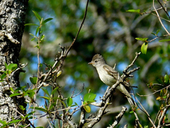 Elaenia flavogaster