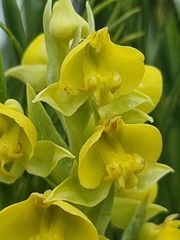 Pterygodium acutifolium