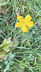 Papaver cambricum