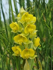 Pterygodium acutifolium