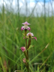 Disperis paludosa