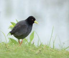 Zapornia flavirostra