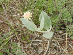 Pfaffia
