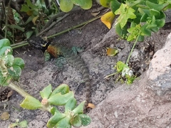 Sceloporus torquatus