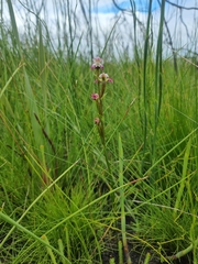 Disperis paludosa