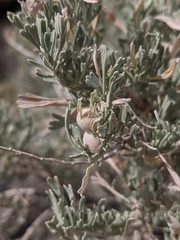 Rhopalomyia obovata