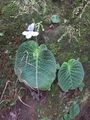 Streptocarpus