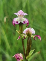 Disperis paludosa