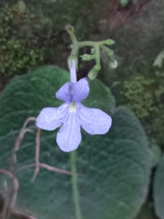Streptocarpus