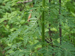 Pleurospermum uralense