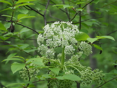 Pleurospermum uralense