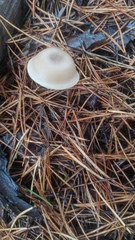 Clitocybe fragrans