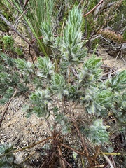 Xiphotheca lanceolata