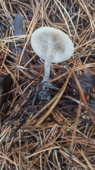 Clitocybe fragrans