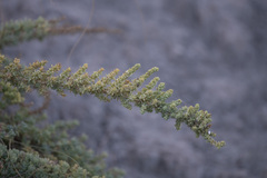 Salsola papillosa