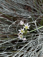 Nothoscordum gracile